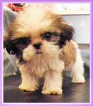 Tiny - Shih Tzu Dog