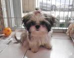 Tiny - Shih Tzu Dog