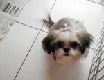 Tiny - Shih Tzu Dog