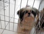 Tiny - Shih Tzu Dog