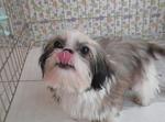 Tiny - Shih Tzu Dog