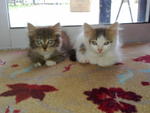 Mickey And Minnie - Domestic Short Hair + Persian Cat