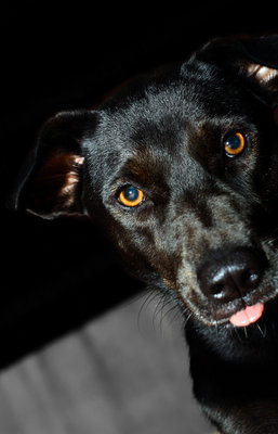 Ebony - Mixed Breed Dog