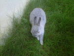 Snow - Netherland Dwarf Rabbit