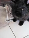 Muku &amp; Moka - Lionhead Rabbit