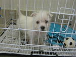 No. 2 - West Highland White Terrier Westie Dog