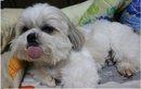 PF17837 - Shih Tzu Dog