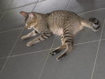 Tojo (General) - Domestic Short Hair Cat