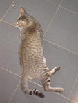 Tojo (General) - Domestic Short Hair Cat