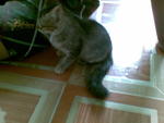 Pocoyo - Domestic Short Hair + Persian Cat