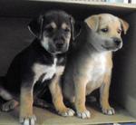 Freepuppies - Mixed Breed Dog