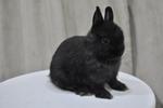 Netherland Dwarf - Solid Black - Netherland Dwarf Rabbit