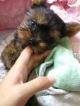 Baby - Australian Terrier Dog