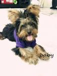 Baby - Australian Terrier Dog