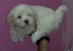 toy poodle (white)