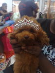 toy poodle (super4 red)