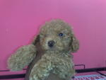 toy poodle (brown)