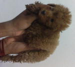 toy poodle(appricot)