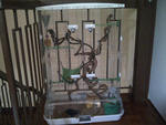 The cage they sleep, tall enough for them glide,n i decorate d =)