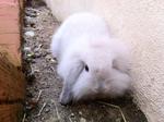 Hwanee - Lop Eared Rabbit