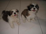 Shih Tzus - Shih Tzu Dog