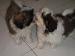 Shih Tzus - Shih Tzu Dog