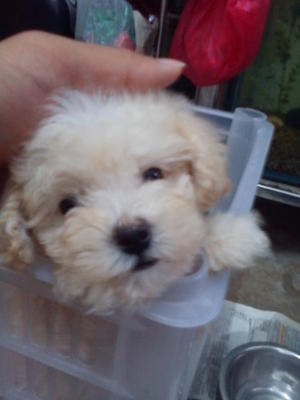 Poodle Puppy Sold - 2 Months, White Toy Poodle. from Puchong, Selangor - PetFinder.my