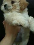 Cream/white Teacup Poodle  - Poodle Dog