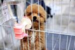 Toy Poodle (Sold) - Poodle Dog