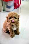 Toy Poodle (Sold) - Poodle Dog