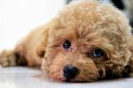 Toy Poodle (Sold) - Poodle Dog