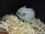 Hamster Winter Pearl - Short Dwarf Hamster Hamster