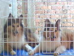 Sam And Suki - Shetland Sheepdog Sheltie Dog