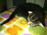 4 Kitties Ready To Be Adopt!!!! - Domestic Short Hair + Persian Cat