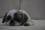 Shi Shi - Shih Tzu Dog