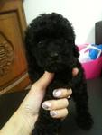 Black/red Tiny Toy Poodles  - Poodle Dog