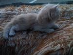 Shenggo - Maine Coon + Persian Cat