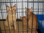 3 Cute Ginger Kittens! - Domestic Short Hair Cat