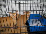 3 Cute Ginger Kittens! - Domestic Short Hair Cat