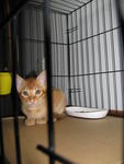 3 Cute Ginger Kittens! - Domestic Short Hair Cat