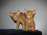 3 Cute Ginger Kittens! - Domestic Short Hair Cat