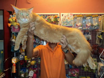 Maine Coon Kitten Sold 10 Years 4 Months Mainecoon Male 2 From Malaysia Kuala Lumpur Petfinder My