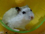 Grey - Short Dwarf Hamster Hamster