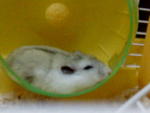 Grey - Short Dwarf Hamster Hamster