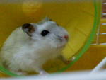 Grey - Short Dwarf Hamster Hamster