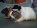 Chubby - Guinea Pig Small & Furry