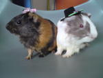 Chubby - Guinea Pig Small & Furry