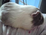 Chubby - Guinea Pig Small & Furry