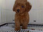 PF2142 - Poodle Dog