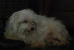 Lily - Maltese Dog